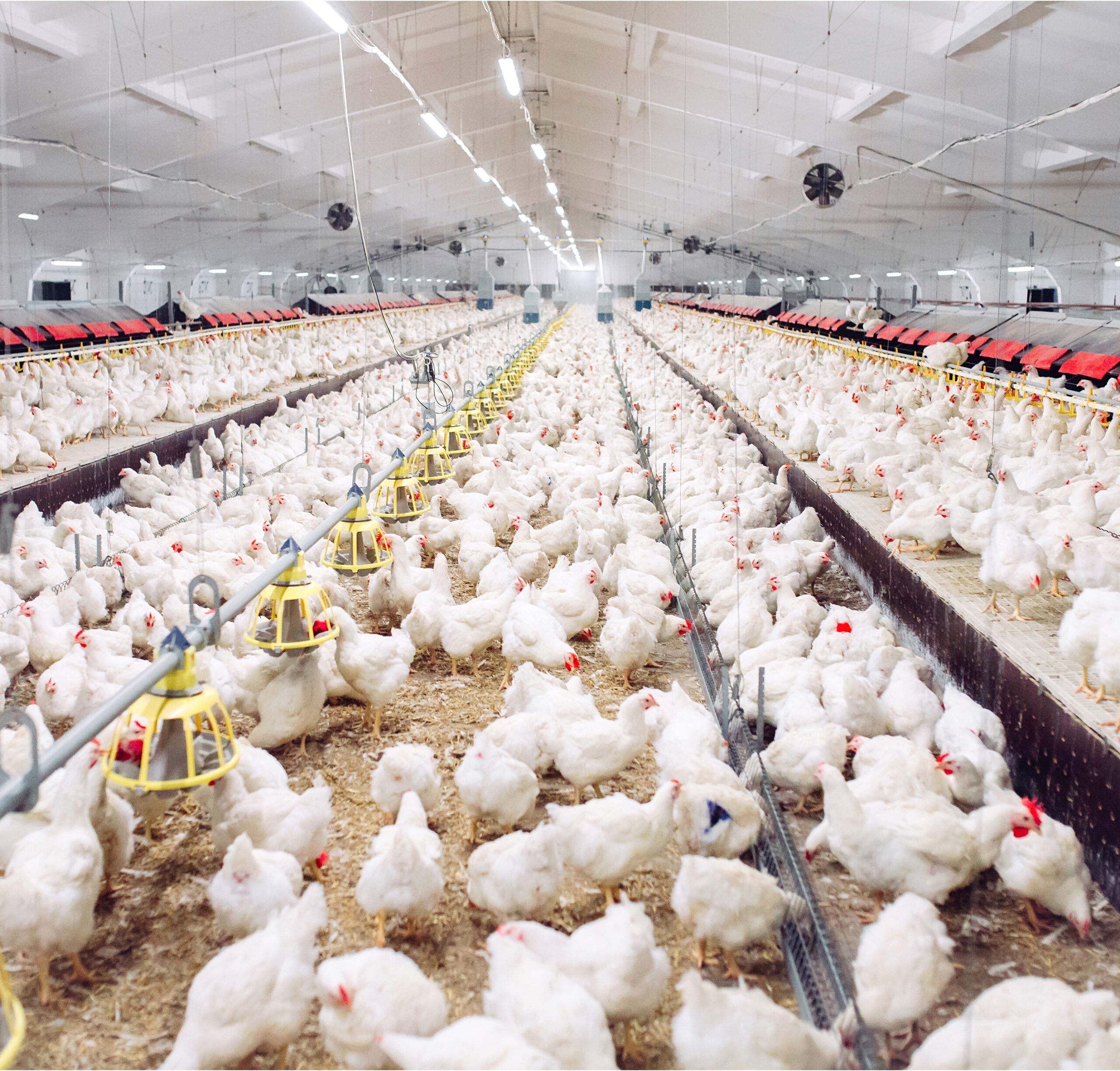 Sodium Butyrate in Poultry A Smart Choice for Healthier Birds and Better Business