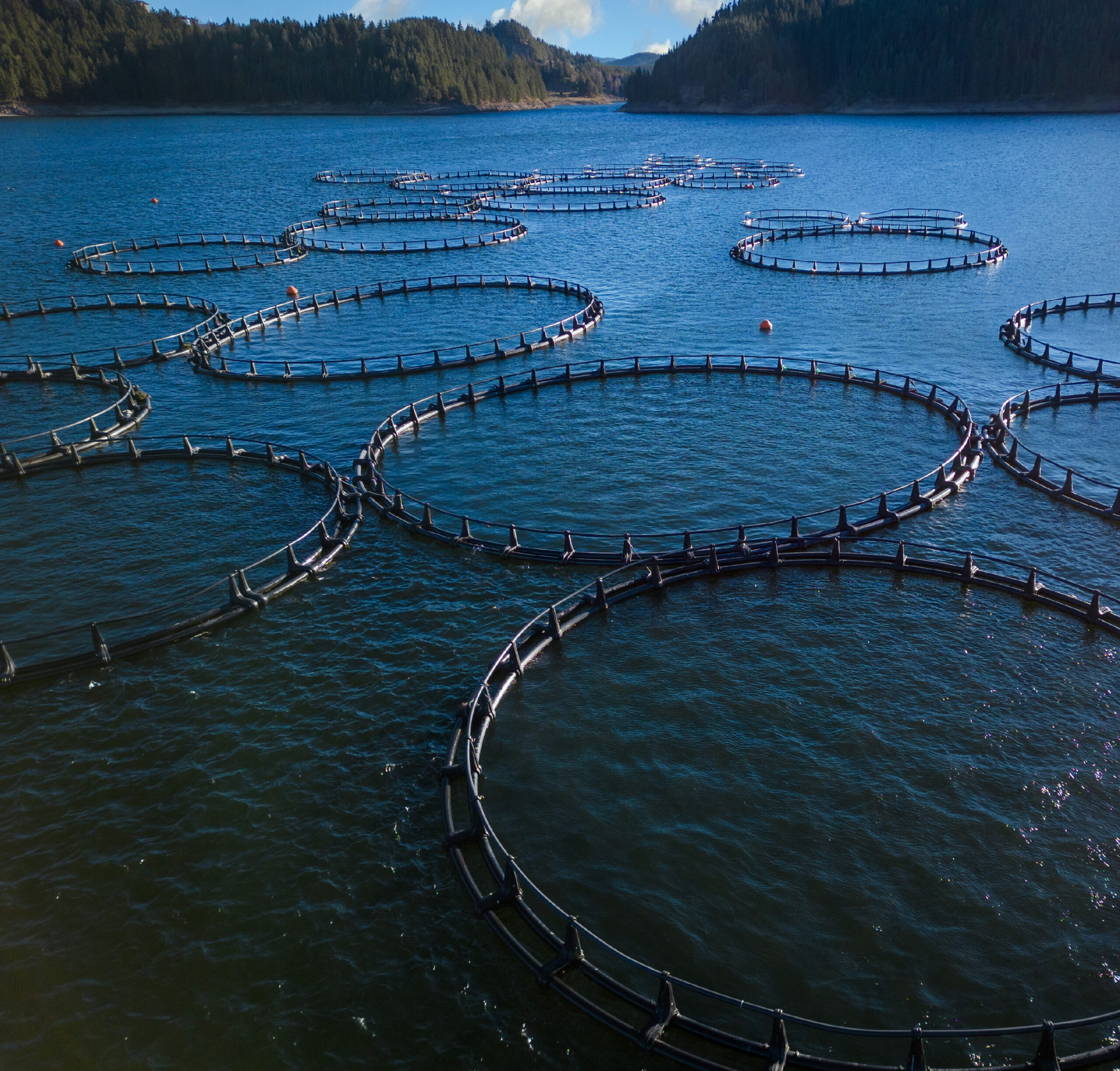 Unlocking the Power of Sodium Butyrate A Sustainable Solution for Healthier Aquaculture