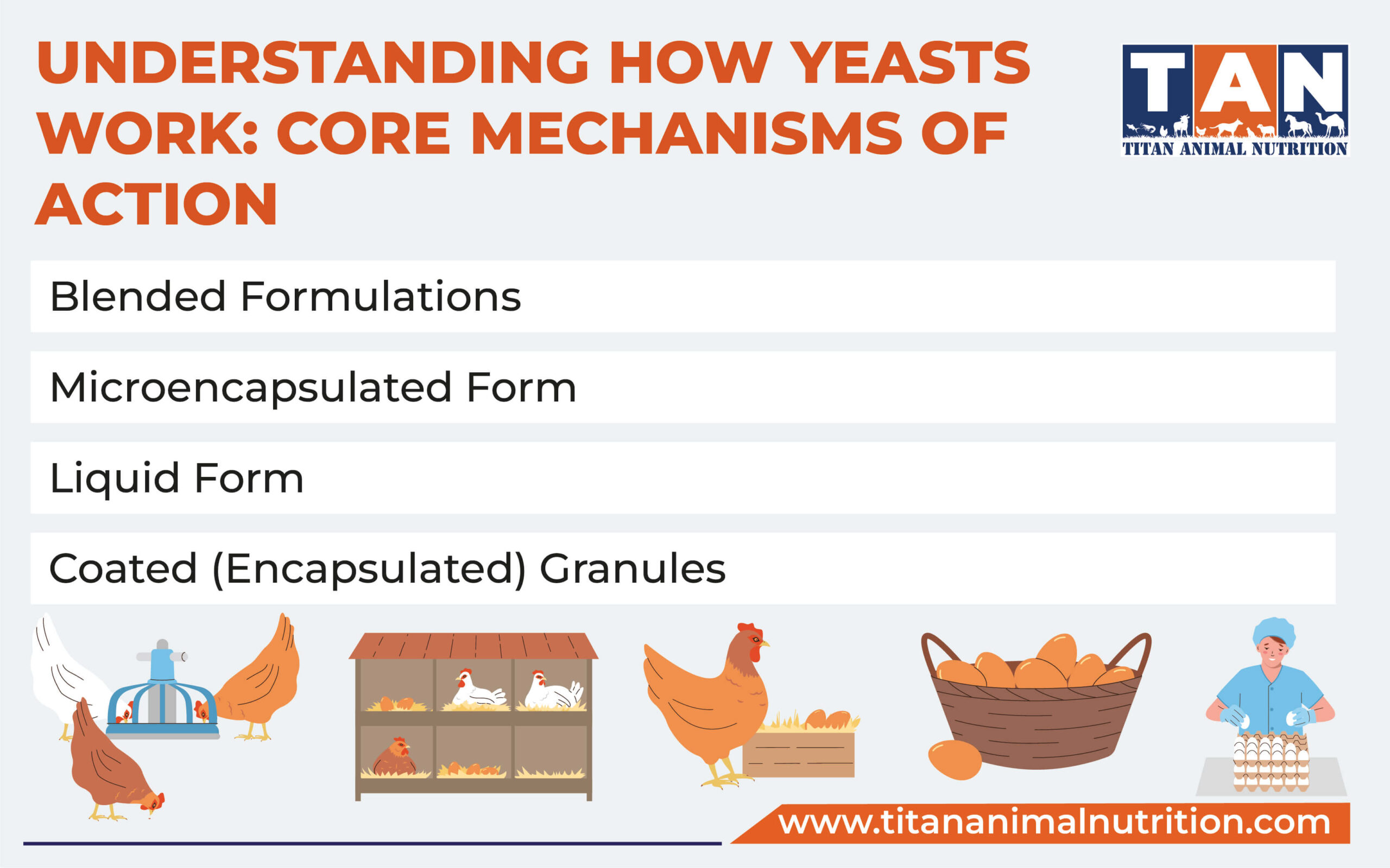 Understanding How Yeasts Work: Core Mechanisms of Action