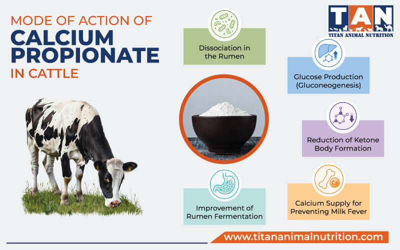 Mode of Action of Calcium Propionate in Cattle Mode of Action of Calcium Propionate in Cattle