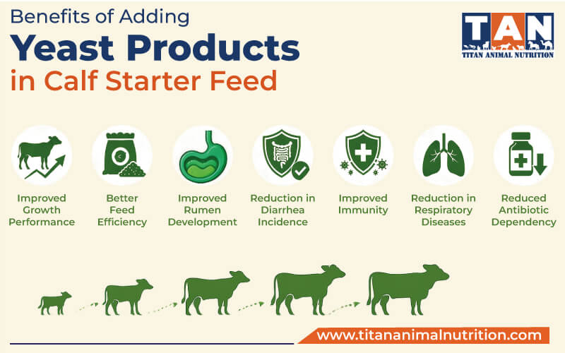 Benefits of Adding Yeast Products in Calf Starter Feed