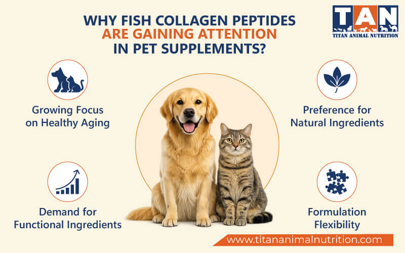 Why Fish Collagen Peptides Are Gaining Attention in Pet Supplements?