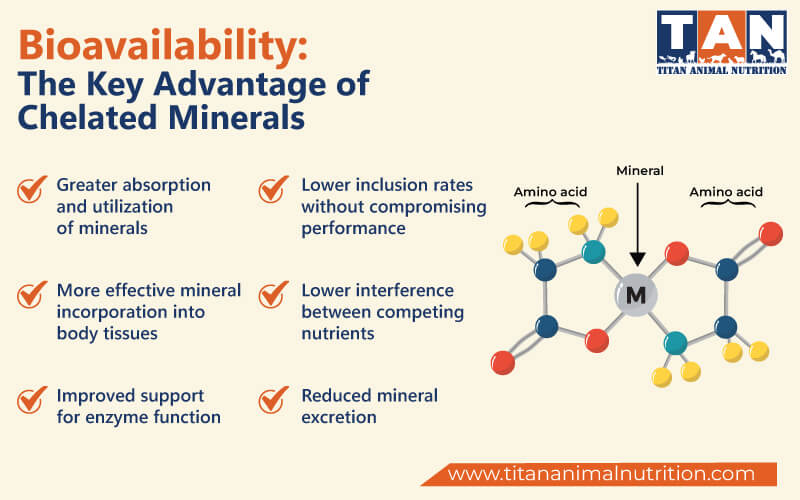Bioavailability: The Key Advantage of Chelated Minerals