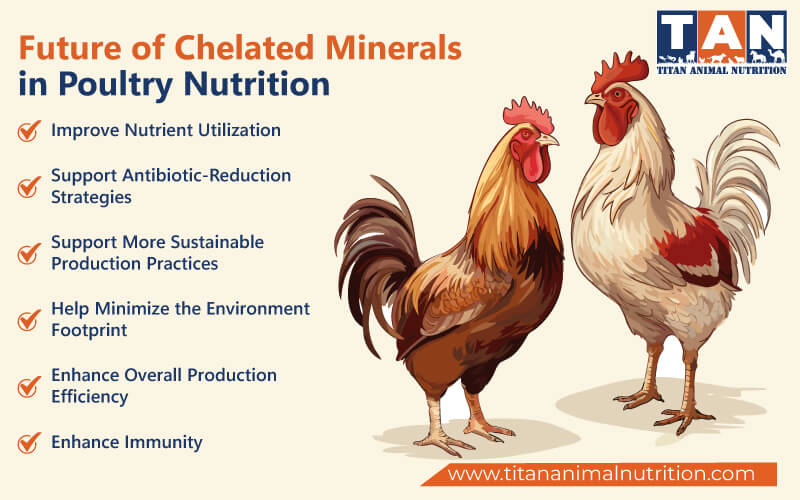 Future of Chelated Minerals in Poultry Nutrition