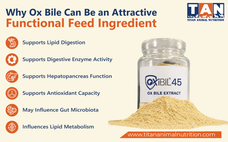 Why Ox Bile Can Be an Attractive Functional Feed Ingredient